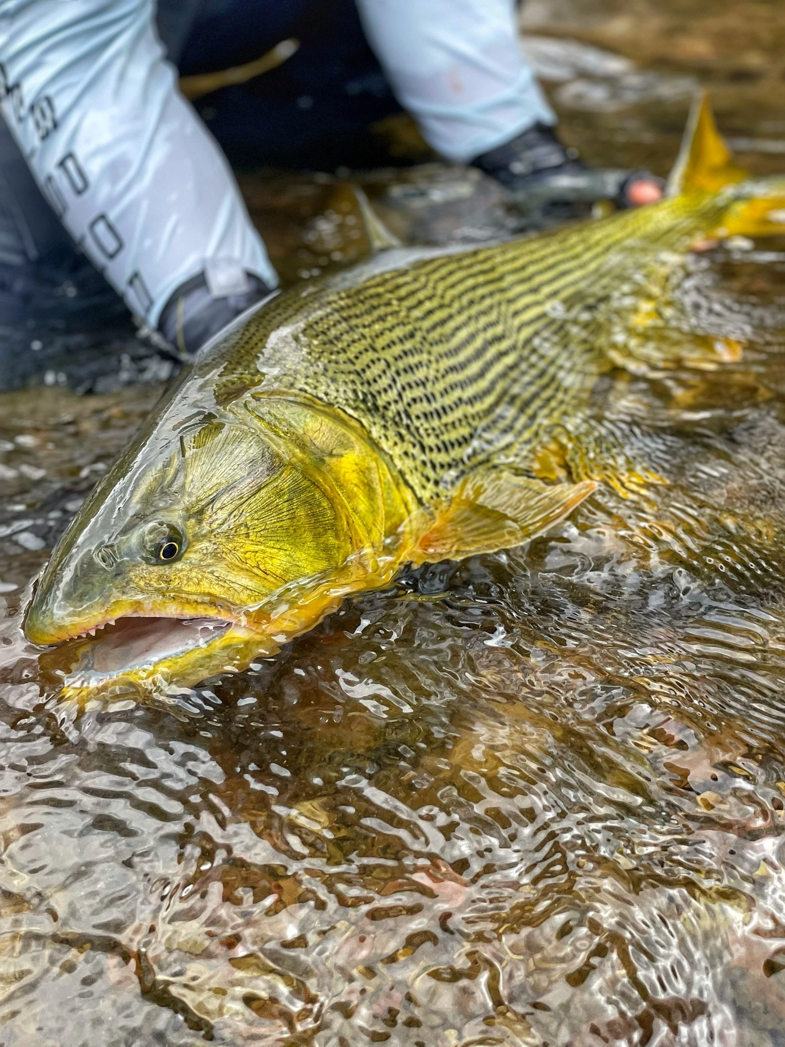 Un dorado junto a la superficie del río.