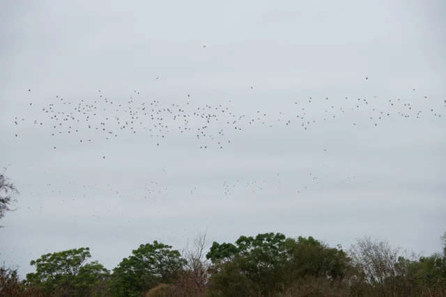 Una bandada de palomas sobre el campo.